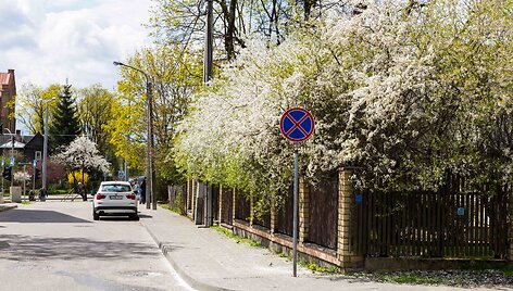 Kaukazinės slyvos baltai nudažė Vilnių