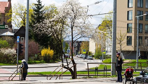 Kaukazinės slyvos baltai nudažė Vilnių