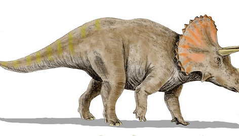 Raguotasis dinozauras triceratopsas