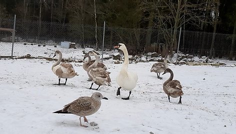 „Tautmilės prieglaudose” prieglobstį randa tiek laukiniai gyvūnai, tiek naminiai gyvuliai. „Tautmilės globa” nuotr.