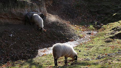 „Tautmilės prieglaudose” prieglobstį randa tiek laukiniai gyvūnai, tiek naminiai gyvuliai. „Tautmilės globa” nuotr.