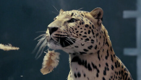 &bdquo;Jaguar&ldquo; reklamos &bdquo;vinis&ldquo;