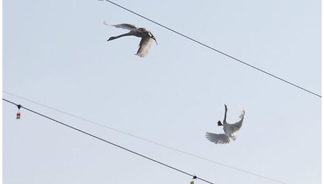 Birds on Electrogrid