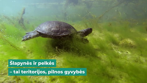 pelkes-klimato-ir-daugybes-retu-rusiu-saugotojos