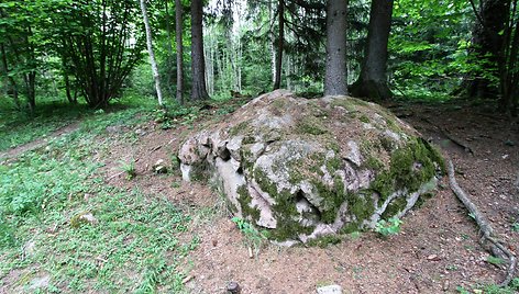 Akmenų rūža Tytuvėnų regioniniame parke