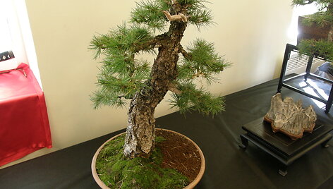 Kauno botanikos sode &ndash; K.Ptakausko bonsai medelių kolekcija