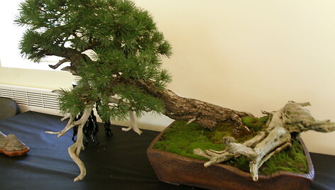 Kauno botanikos sode &ndash; K.Ptakausko bonsai medelių kolekcija