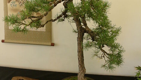 Kauno botanikos sode &ndash; K.Ptakausko bonsai medelių kolekcija