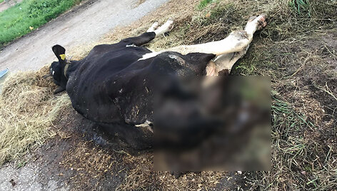 LSMU Veterinarijos akademijos mokomojo ūkio karvė