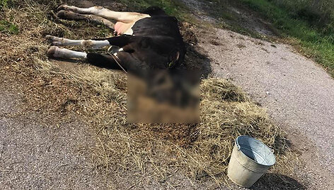 LSMU Veterinarijos akademijos mokomojo ūkio karvė