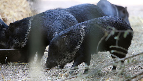 Lietuvos zoologijos sode – gausus būrys jauniklių