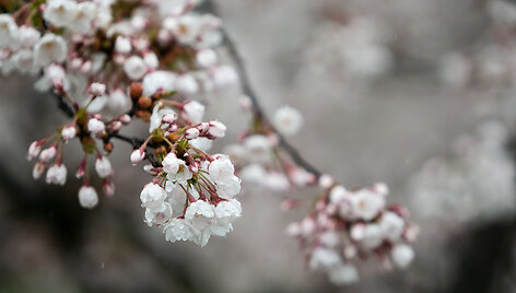 Sniegas ir &scaron;lapdriba Vilniuje