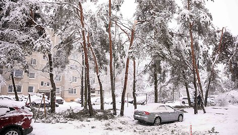 Gausus sniegas laužo medžių šakas