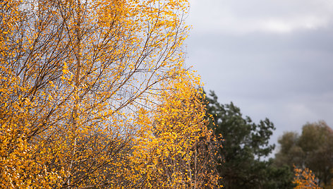 Paskutiniai auksinio rudens atvaizdai