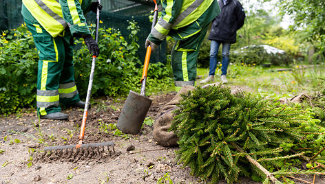 Savavali&scaron;kai pasodintų augalų i&scaron;kasimas Birutės gatvėje Vilniuje