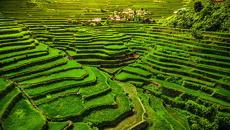 Banaue ryžių terasos