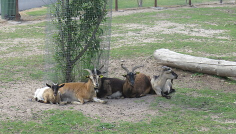 Trakėnų zoologijos sode