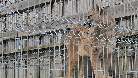 Trakėnų zoologijos sode