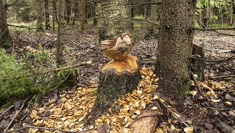 Kitų medžių nėra, tad bebrai graužia storus beržus