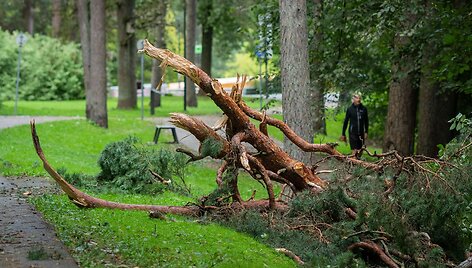Nuvirtę medžiai Vingio parke