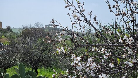 Migdolų žydėjimas Sicilijoje