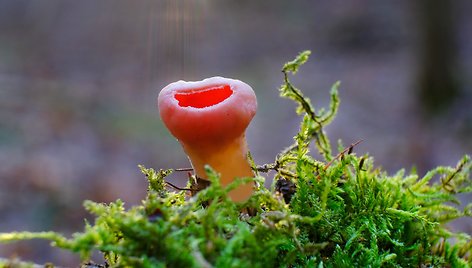 Sarcoscypha coccinea