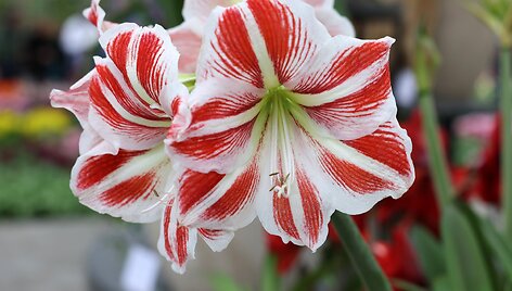 Amarilis