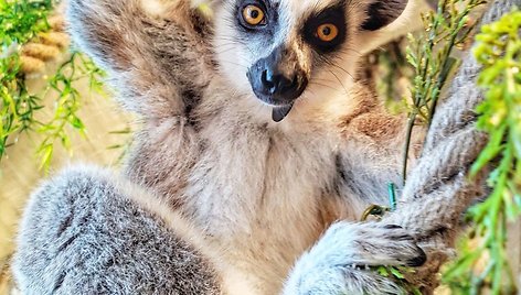 „Zoopark“ džiaugiasi pasaulį išvydusiais katinių lemūrų jaunikliais