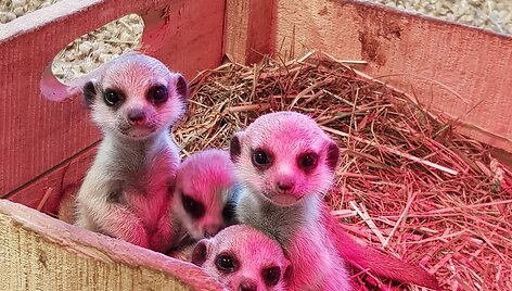 Zoologijos sode &bdquo;Zoopark&ldquo; surikatos atsivedė jauniklių