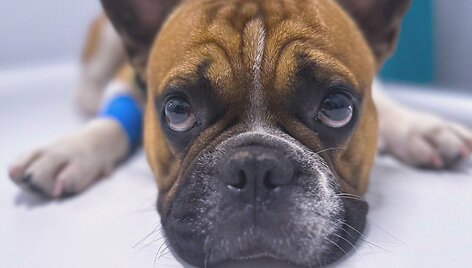 Net ir nežymūs augintinių ausų ir kailio pokyčiai gali būti rimtų ligų simptomai &ndash; pastebėję nedelskite
