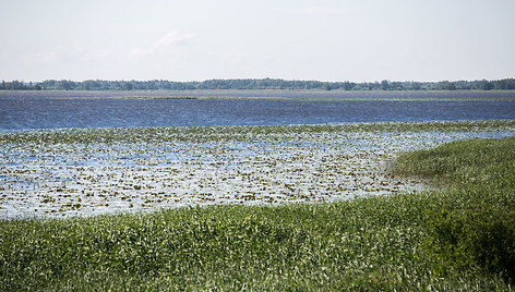 Krokų lankos ežeras