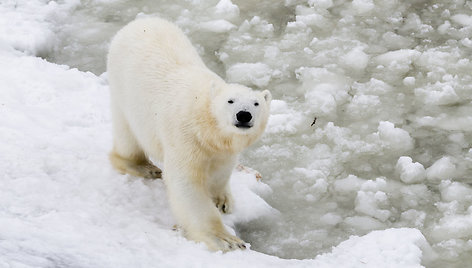 Laukiniai gyvūnai Ranua zoologijos sode