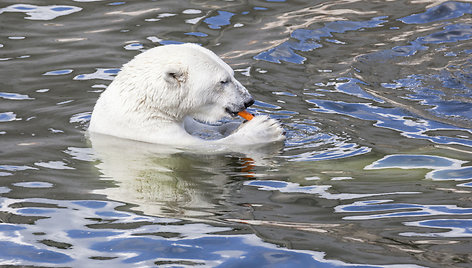 Laukiniai gyvūnai Ranua zoologijos sode