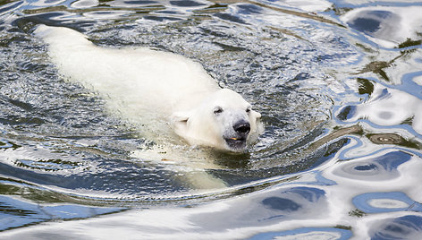 Laukiniai gyvūnai Ranua zoologijos sode