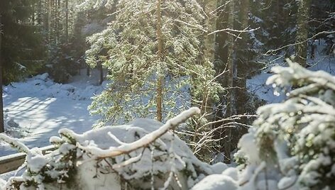 Kelionė į Suomijos Repovesi nacionalinį parką ir trijų dienų pėsčiųjų žygis