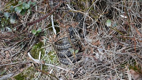 Rokiškietės Jolitos Pretkutės Lietuvos miškuose nufotografuotos angys ir žalčiai