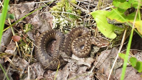 Rokiškietės Jolitos Pretkutės Lietuvos miškuose nufotografuotos angys ir žalčiai