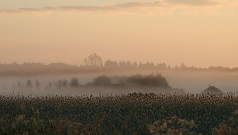 Auksė sodo istorijas pasakoja nuotraukomis 