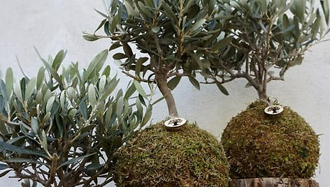 Kokedama &ndash; bevazonis sodinimo menas 