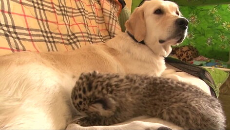 amuro-leopardo-globeja-tapo-auksaspalve-retrivere