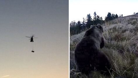bears