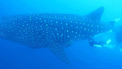 shark