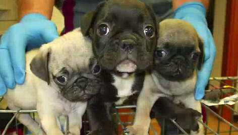puppies