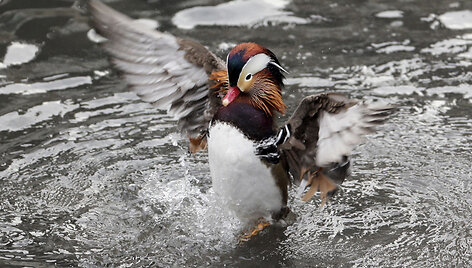 APTOPIX_Central_Park_Duck_Craze_09543.jpg-c4601