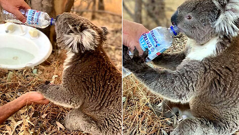 koala