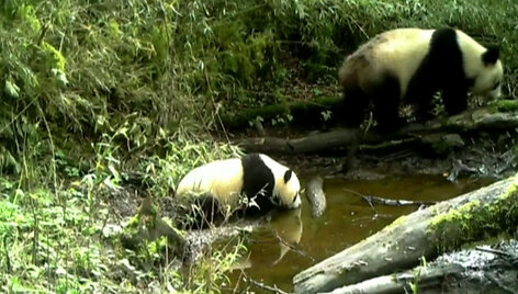 pandaa