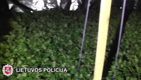 zarasuose-demaskuota-kanapiu-plantacija
