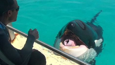 orka