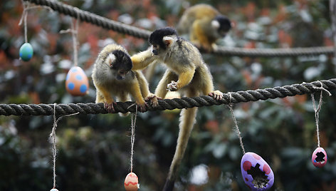 APTOPIX_Britain_Zoo_Easter_Treats_79872.jpg-01103