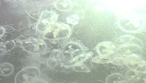 meduzos